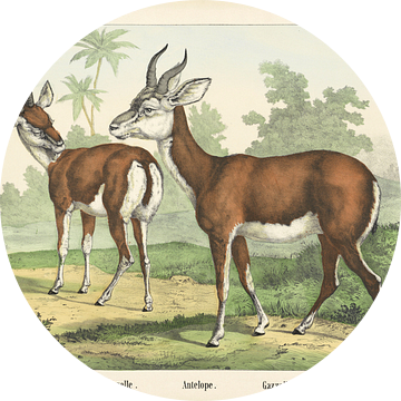 Gazelle, Firma Joseph Scholz, 1829 - 1880