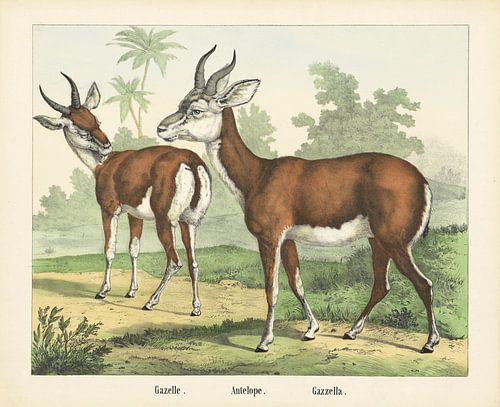 Gazelle. / Antilope. / Gazella, Firma von Joseph Scholz, 1829 - 1880_1