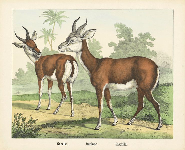 Gazelle, Firma Joseph Scholz, 1829 - 1880 van Gave Meesters