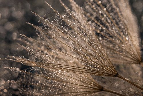 Druppeltjes schitteren op de pluisjes
