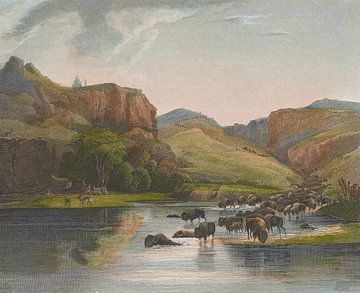 Karl Bodmer~Herden van Bisons en Elks op de Upper Missouri.