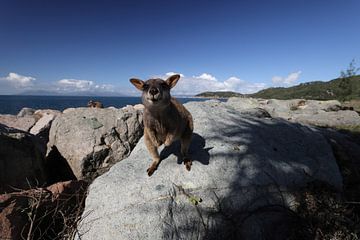 allied rock-wallaby , Petrogale assimilis Magnetic Island in Que sur Frank Fichtmüller