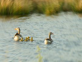 Graugänsepaar mit 4 Küken von Miny'S