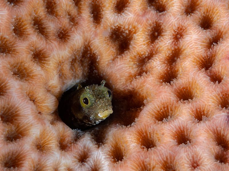 Poisson mucus dans le corail rose par René Weterings