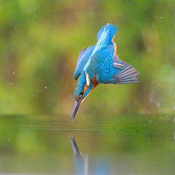 Eisvogeltauchgang von Lies Bakker