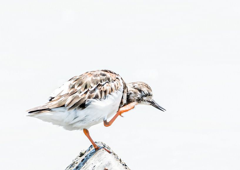 Ruddy Turnstone by Hennie Zeij