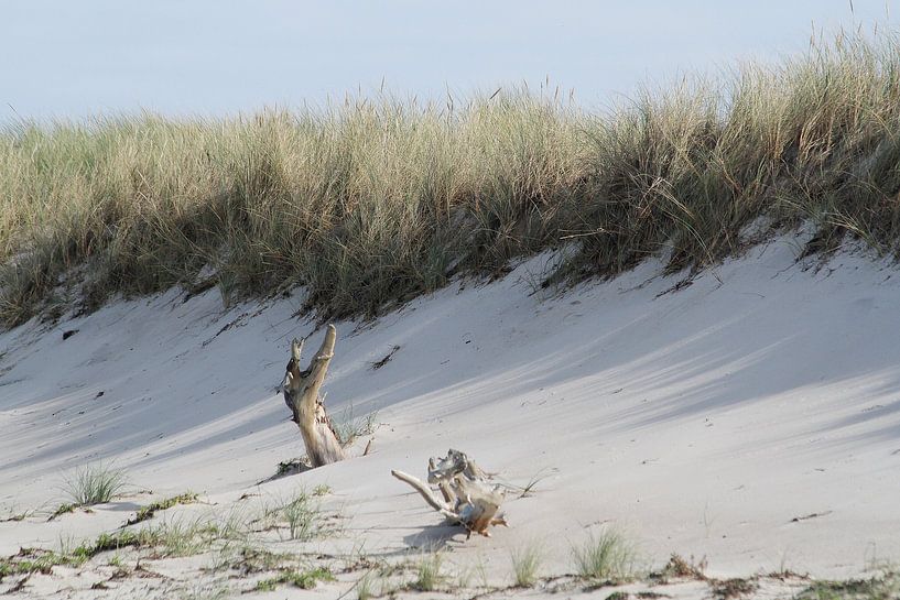 Blickfang: Baumwurzel in den Dünen von Anja Bagunk