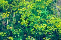 A meadow with plants