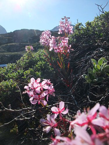 Groenlands wilgenroosje