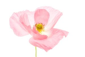 Rose coquelicot 2 doux