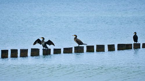 Cormorants on a groyne on the Baltic Sea.