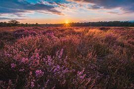 Sunset Loonse and Drunense Dunes with heather III by Ronne Vinkx
