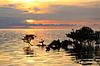Tropische zonsondergang boven zee en mangroves von Arthur Puls Photography Miniaturansicht