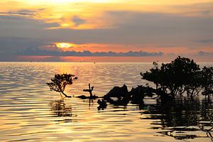 Tropische zonsondergang boven zee en mangroves van Arthur Puls Photography