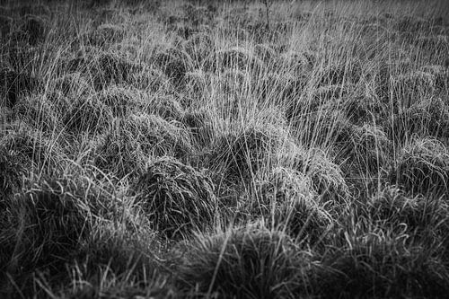 Nature in black and white