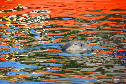 Head of a Horsehead Seal in the Harbour of Eyemouth