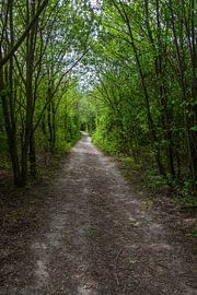 Forêt périphérique urbaine à Ostende sur didier de borle