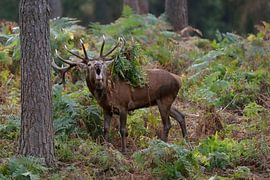 Red Deer ( Cervus elaphus ), 18-point stag bellowing in the woods during rut, antlers covered with w by wunderbare Erde