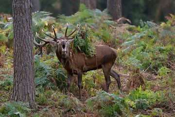 Rothirsch ( Cervus elaphus ), 18-ender, röhrt im Wald aus voller Brust, Geweih mit Farn behangen, Eu von wunderbare Erde