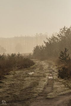 paysage brumeux sur cd_photography