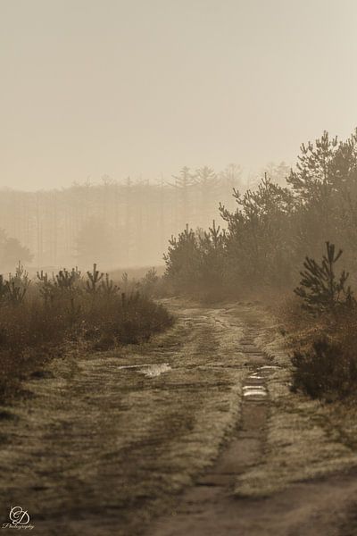 mistig landschap van cd_photography