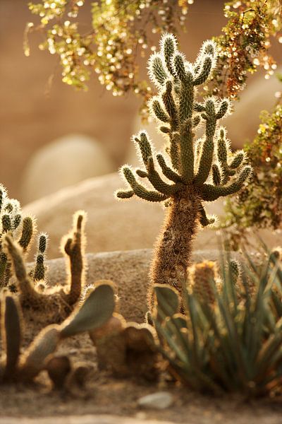Woestijn close-up van Nikki de Kerf