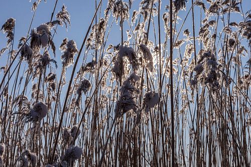 Besneeuwde rietpluimen