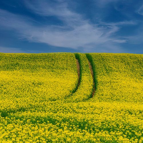 Spur im Rapsfeld von Peter Bergmann