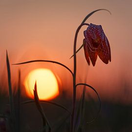 pas encore de titre approprié ;) sur patrick verweire