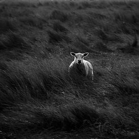 Eenzaam schaap van EMVDS photography