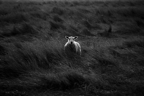 Eenzaam schaap