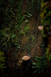 It's a small world on a tree trunk by Jenco van Zalk