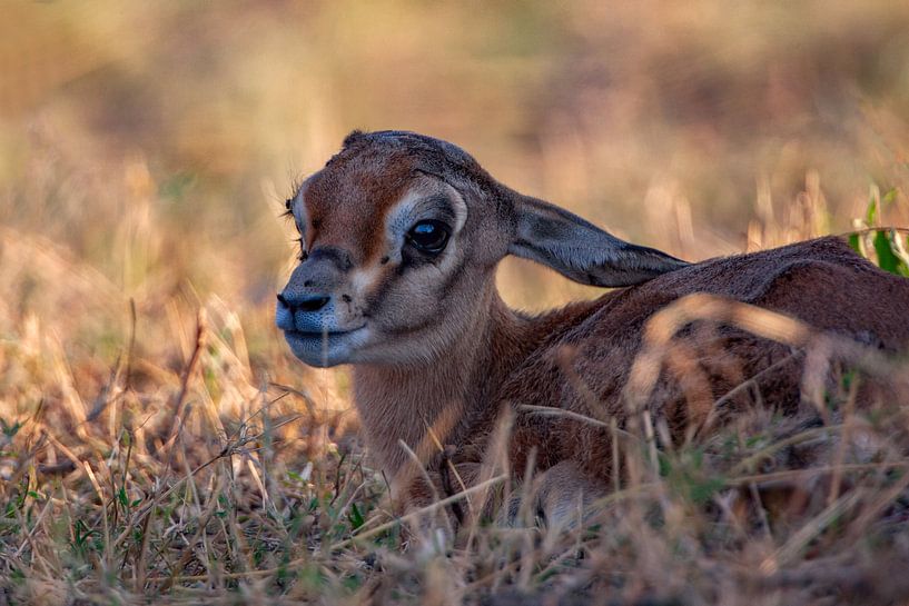 junge Thompson Gazelle von Peter Michel