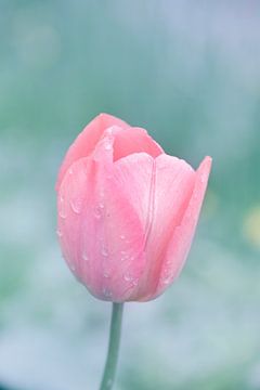 Rosa Tulpenblüte mit Tautropfen auf pastellfarbenem Hintergrund. von Jelena Jovanovic Fine Art