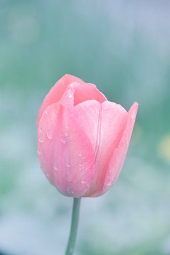 Roze tulp met dauwdruppels op pastelkleurige achtergrond.