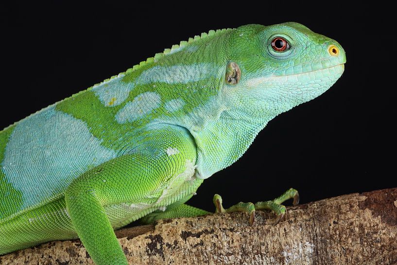 Central Fijian Banded Iguana (Brachylophus bulabula) by Ronald Pol