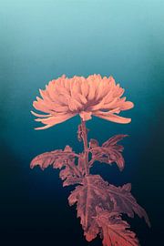 Chrysanthemum