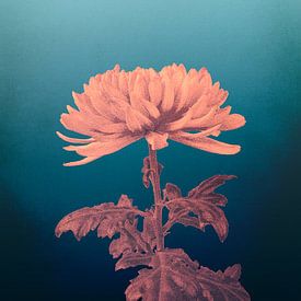 Chrysant van vanMuis