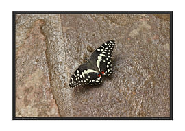 Citrus Swallowtail – DIN A2