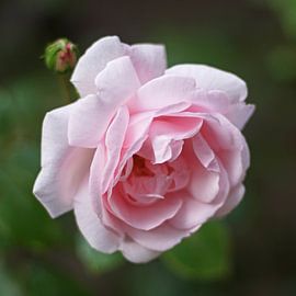 Pink rose by Barbara Brolsma