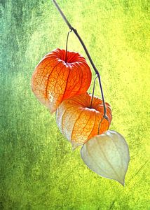 Physalis springs