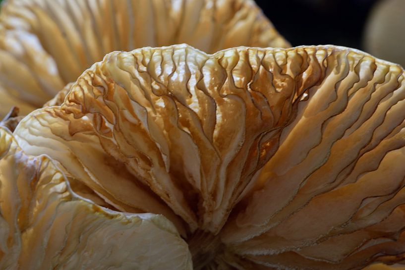 Underside of a porcelain fungus by Gerard de Zwaan