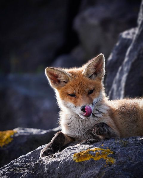 Le jeune renard a faim ! par Tom Zwerver