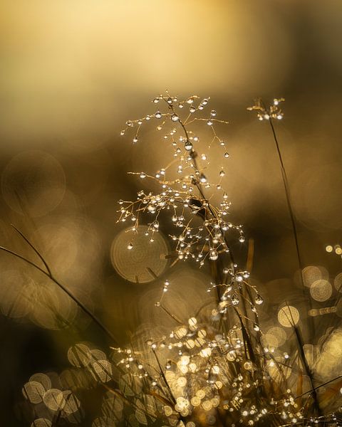 Wassertropfen von Andre Michaelis