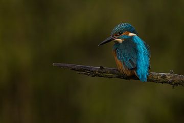 Kingfisher on a branch. by Menno Schaefer