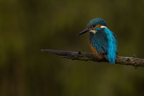 Eisvogel auf einem Ast. von Menno Schaefer