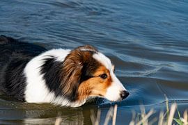 Wet Dog by Truckpowerr