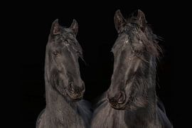 Cheval frison, couleur et noir et blanc. Friesian.