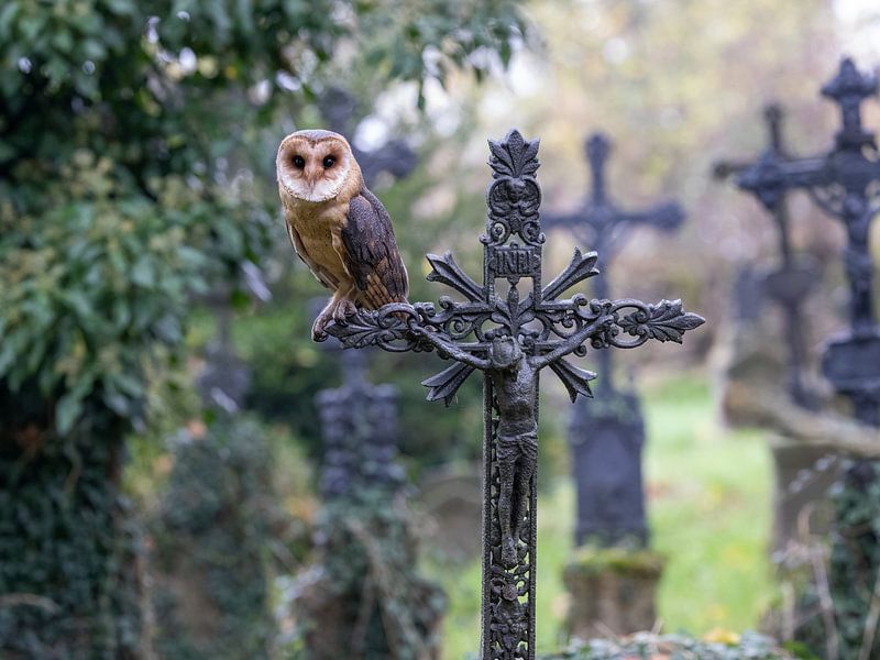 Schleiereule auf einem Friedhof von Manuel Weiter