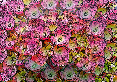 Une floraison aux lignes douces. sur Jose Lok